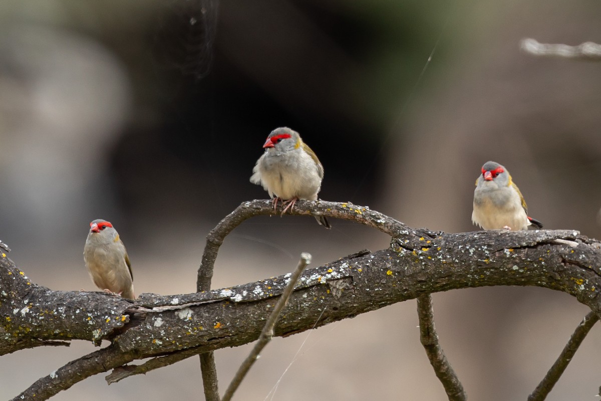Red-browed Firetail - ML616130325