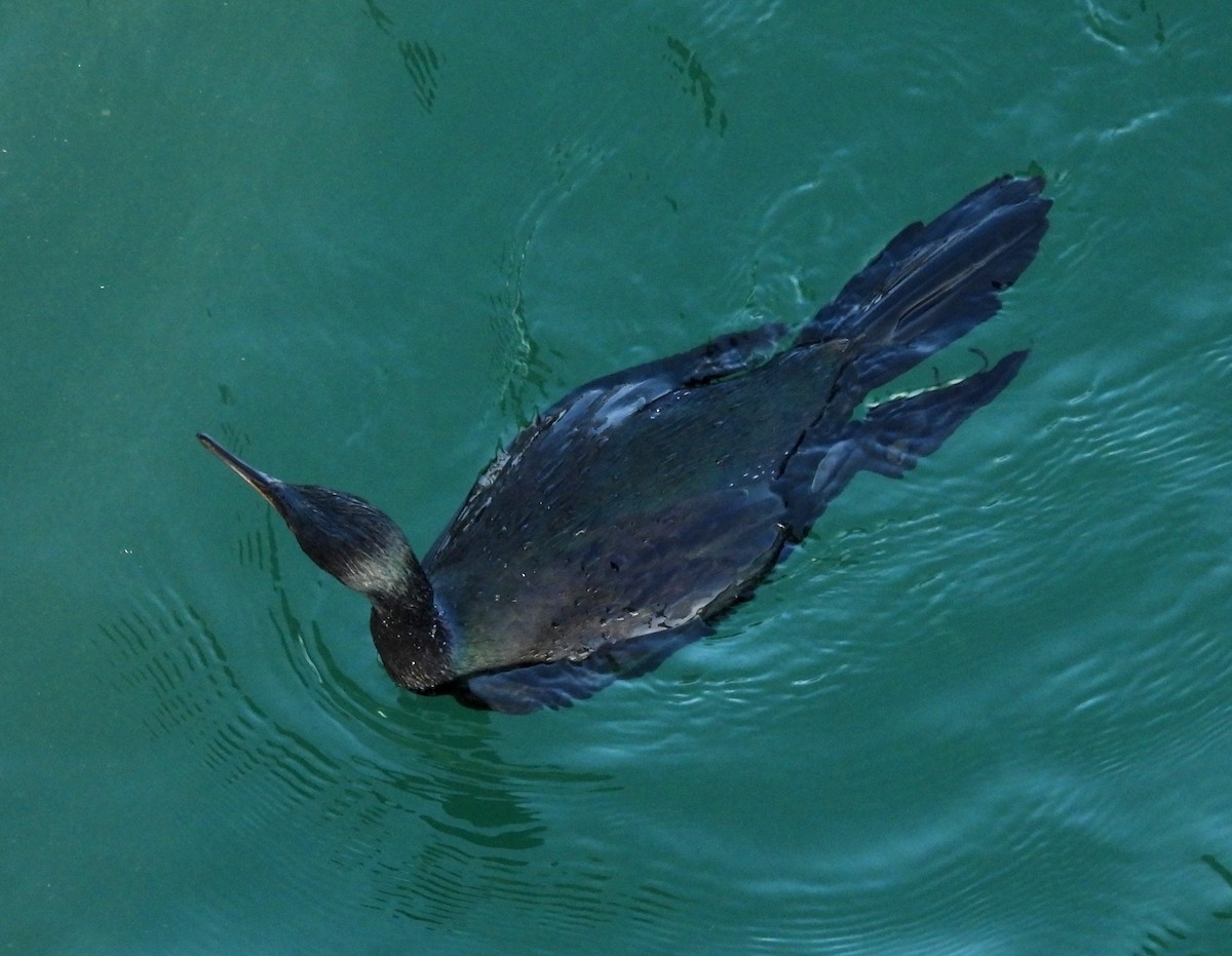 Pelagic Cormorant - ML616130326