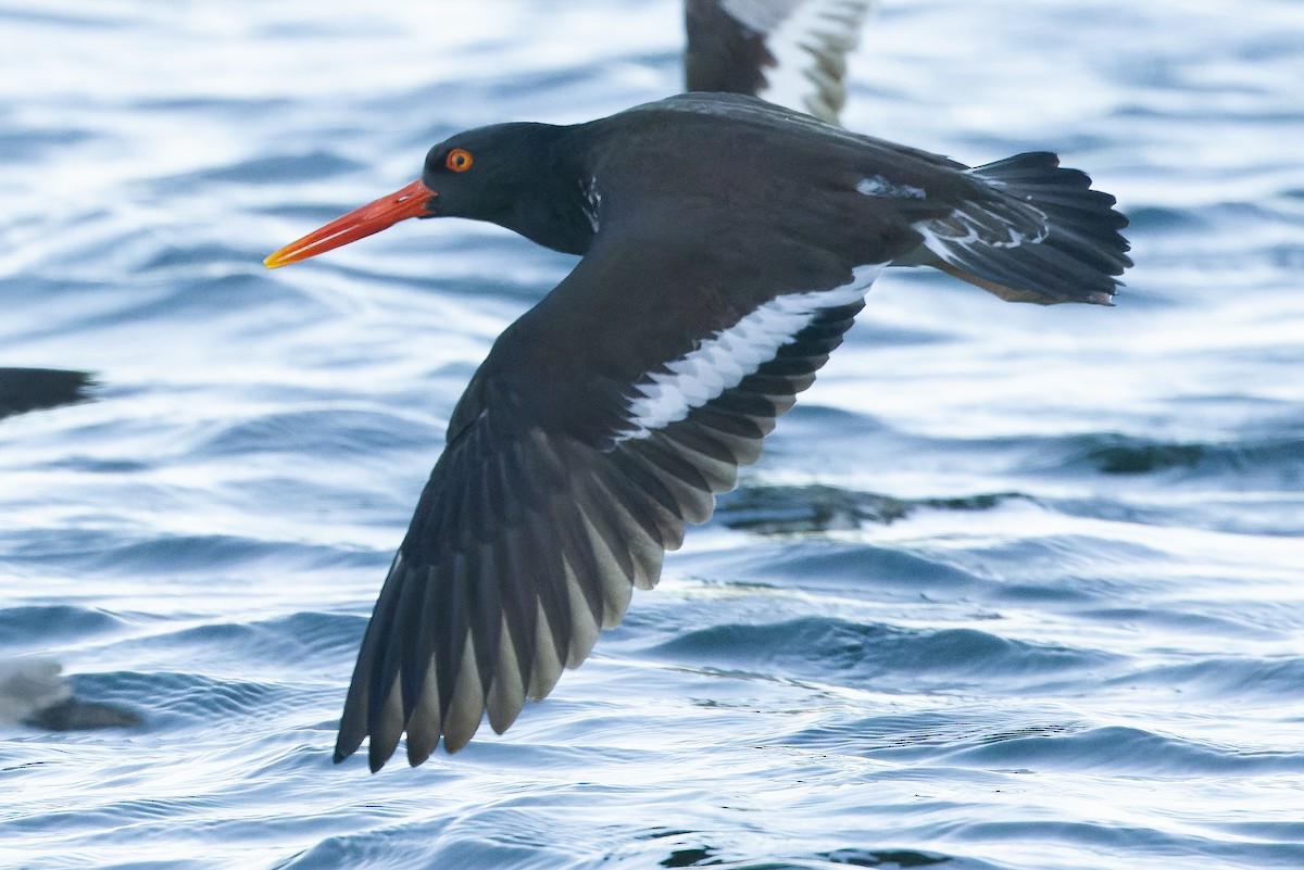 American x Black Oystercatcher (hybrid) - ML616130334