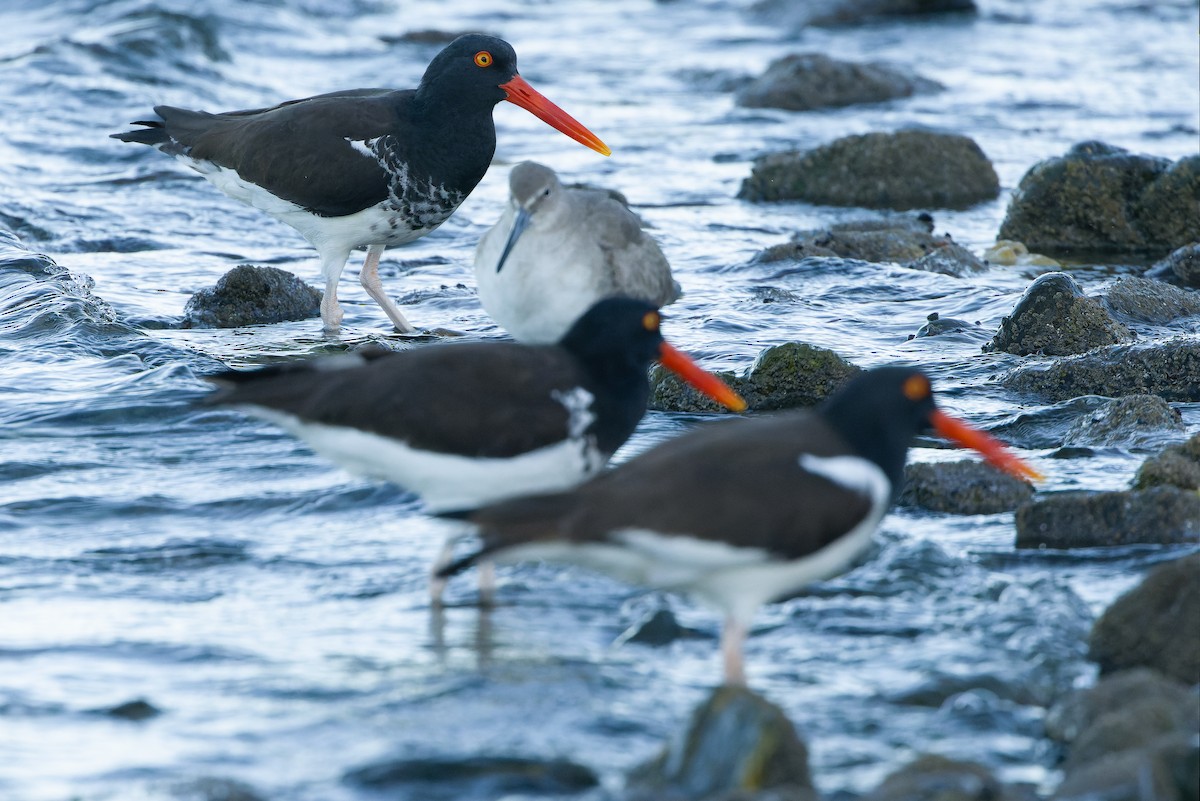 American x Black Oystercatcher (hybrid) - ML616130344