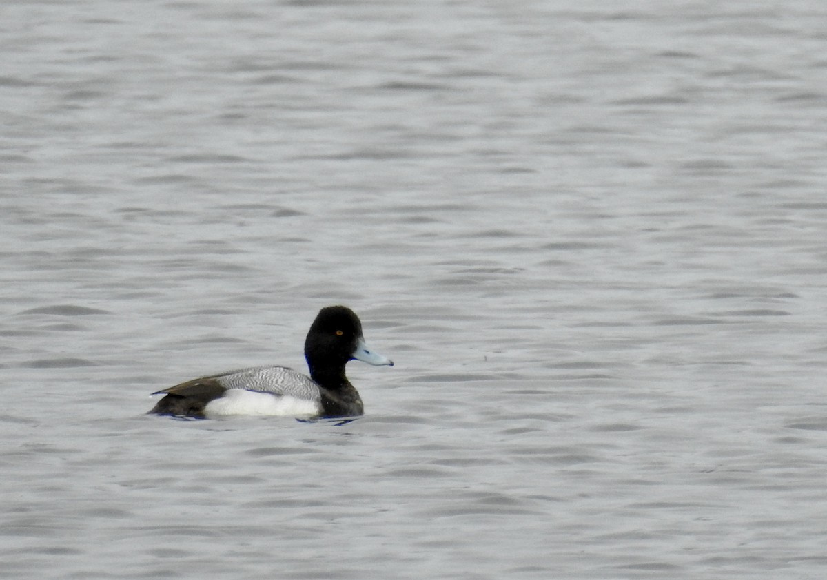 Lesser Scaup - ML616130362