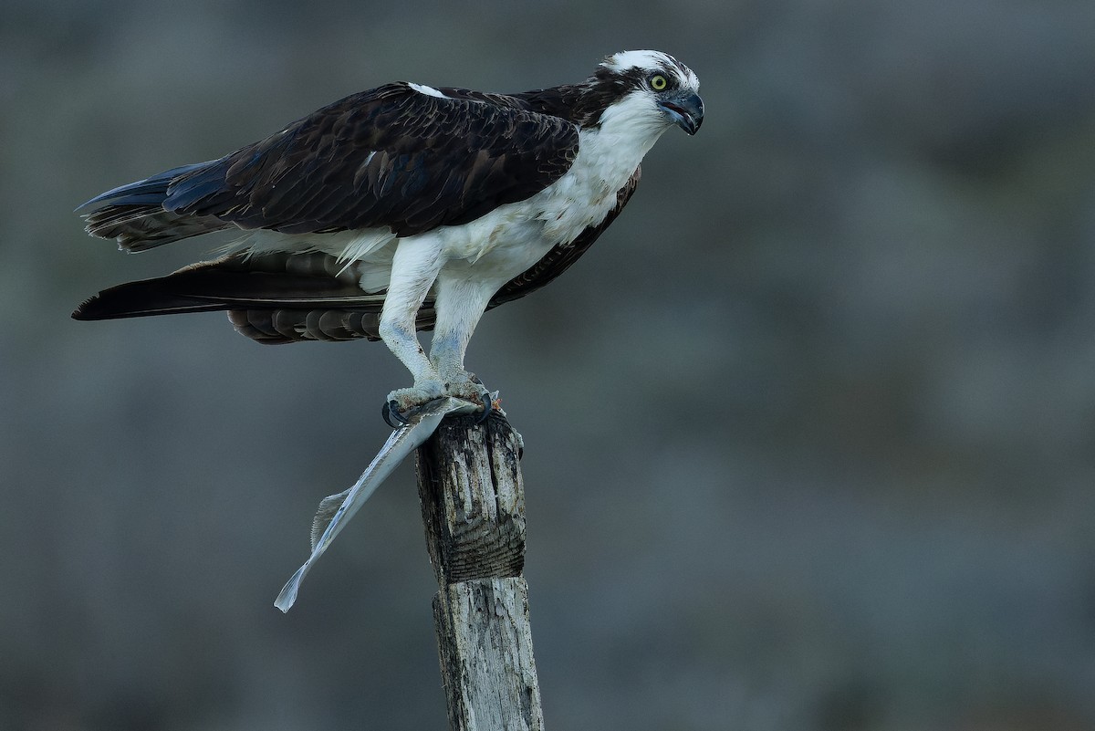 Osprey (carolinensis) - ML616130365