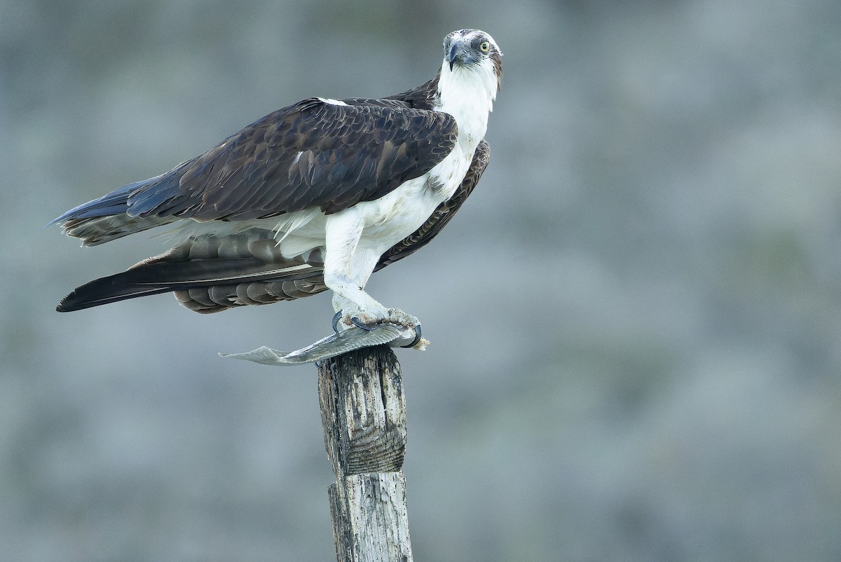 Osprey (carolinensis) - ML616130368