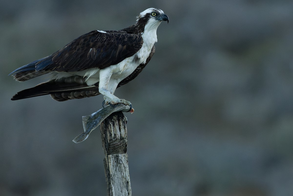 Osprey (carolinensis) - ML616130370