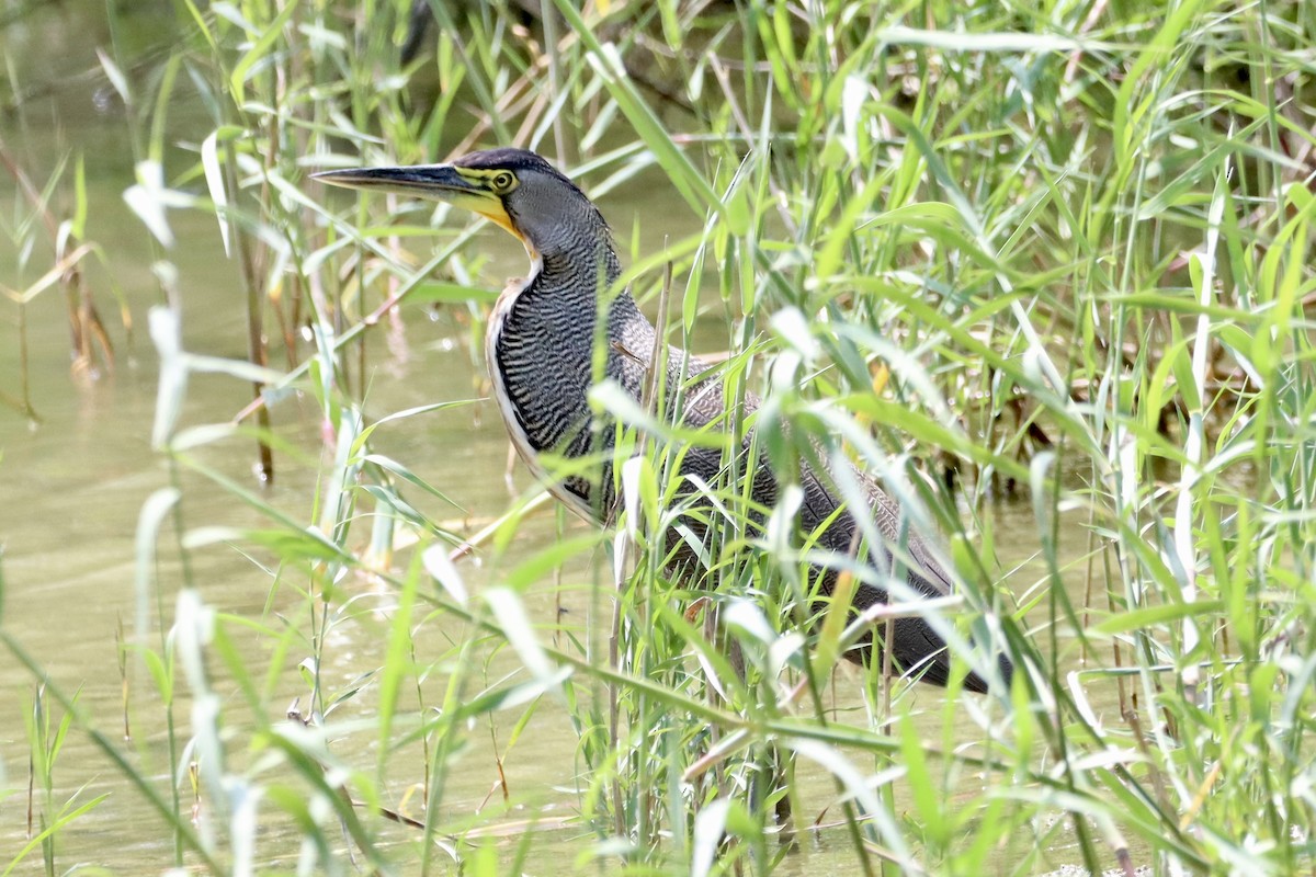 Bare-throated Tiger-Heron - ML616130377
