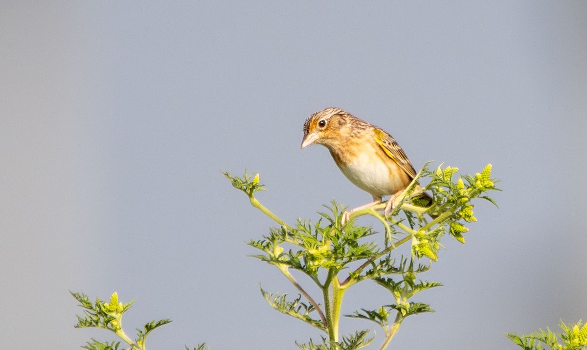 Grasshopper Sparrow - ML616130384