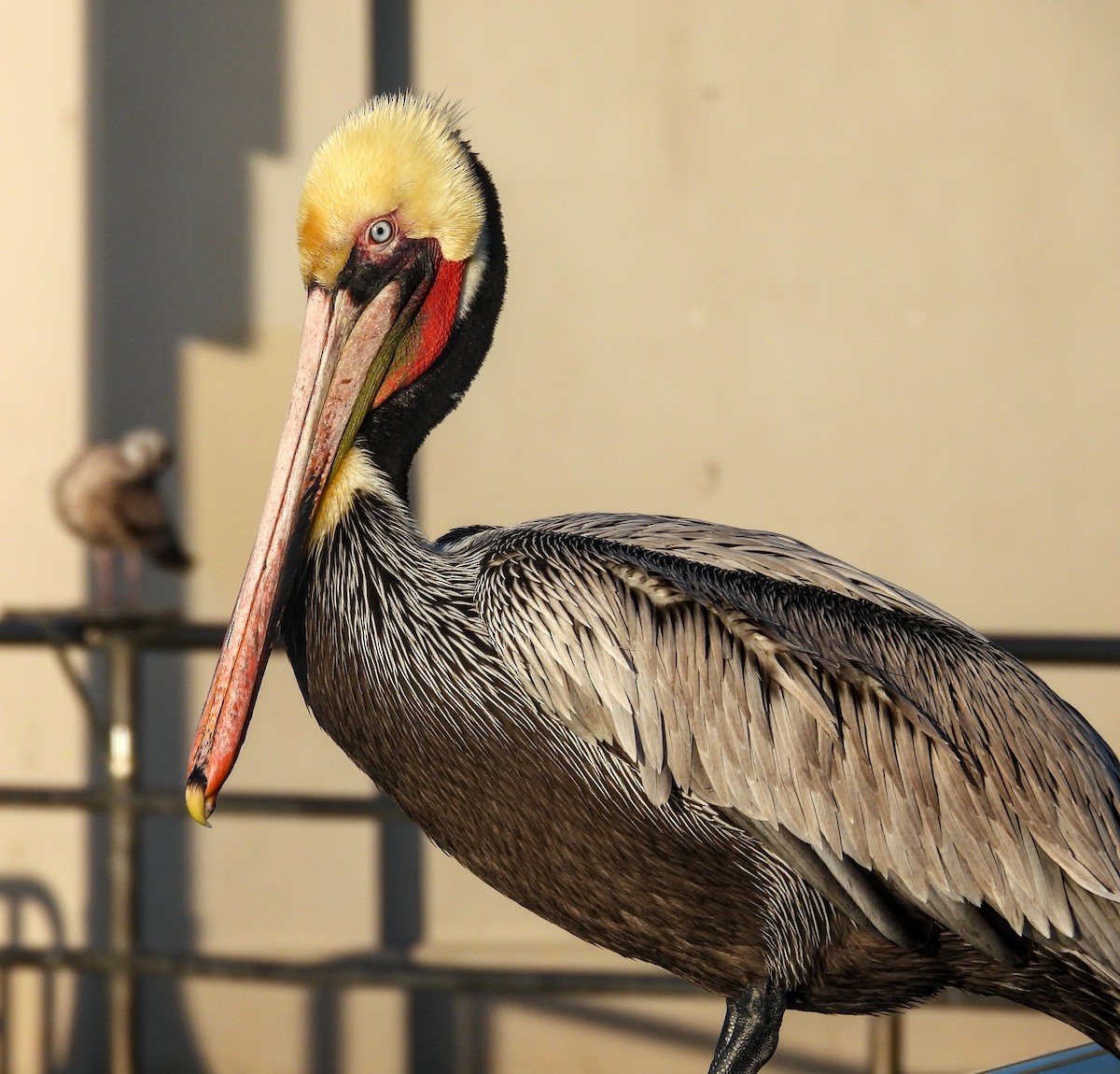 Brown Pelican - ML616130387