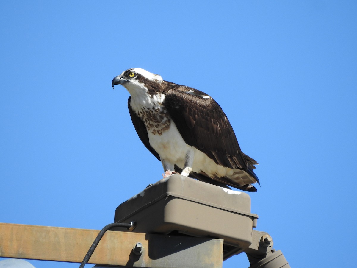 Osprey - Laura Tappan