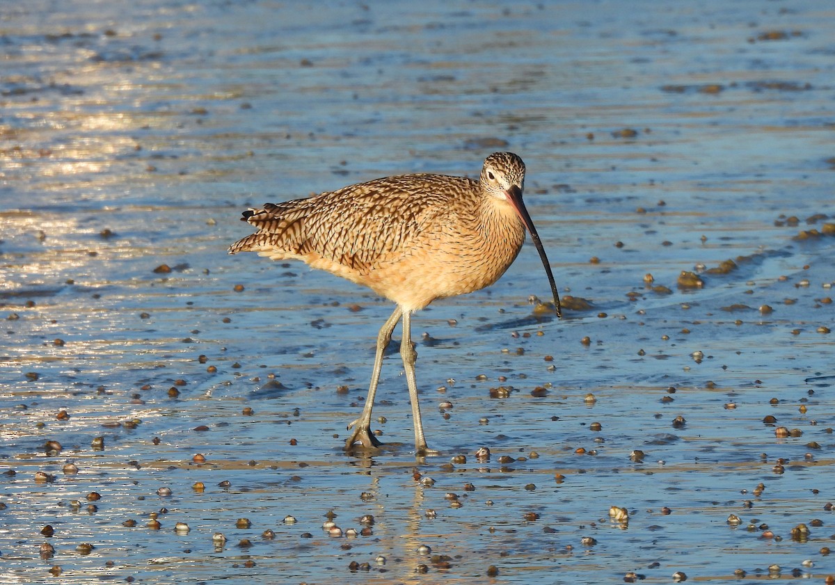 Long-billed Curlew - ML616130408