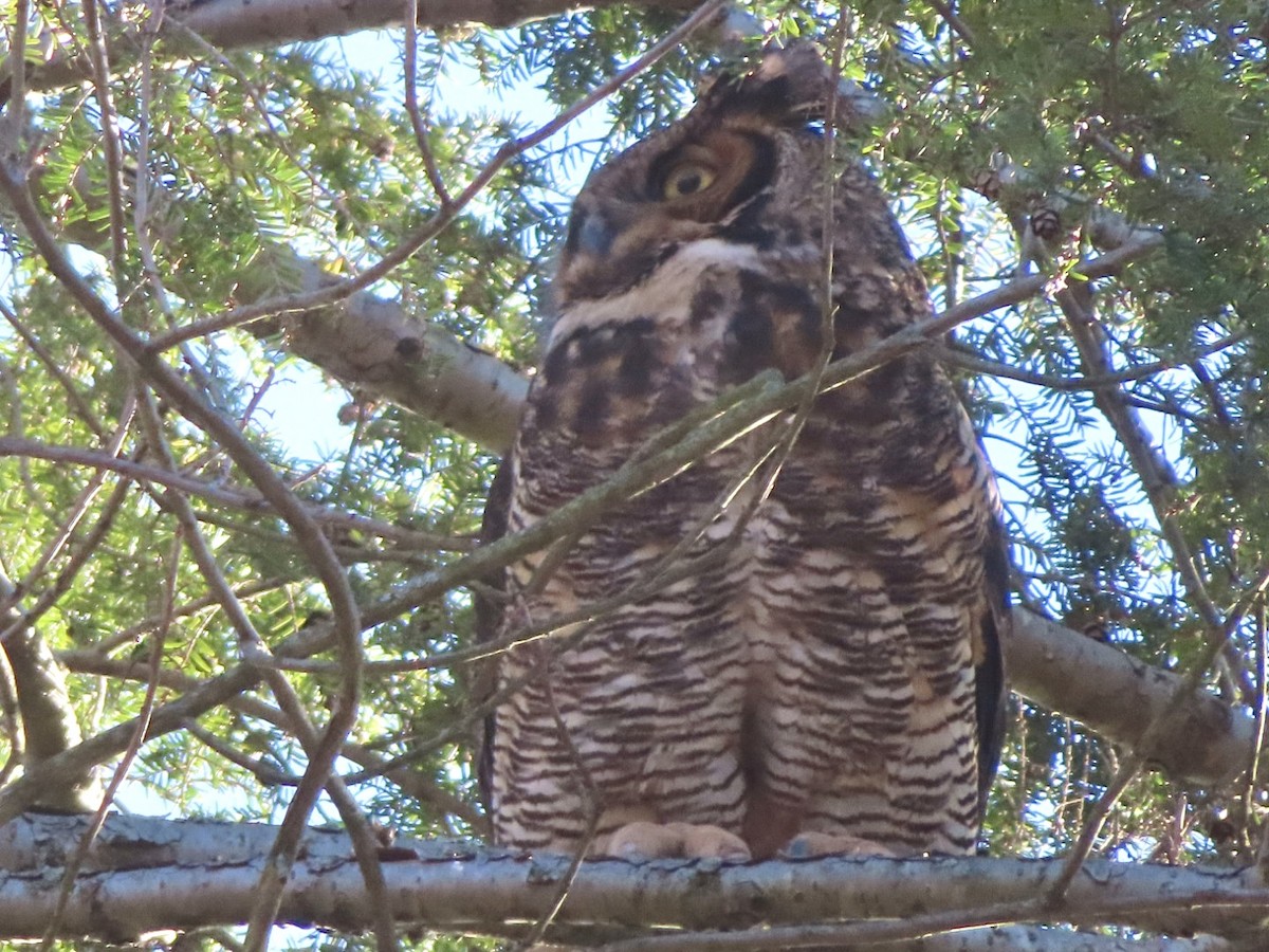 Great Horned Owl - ML616130427