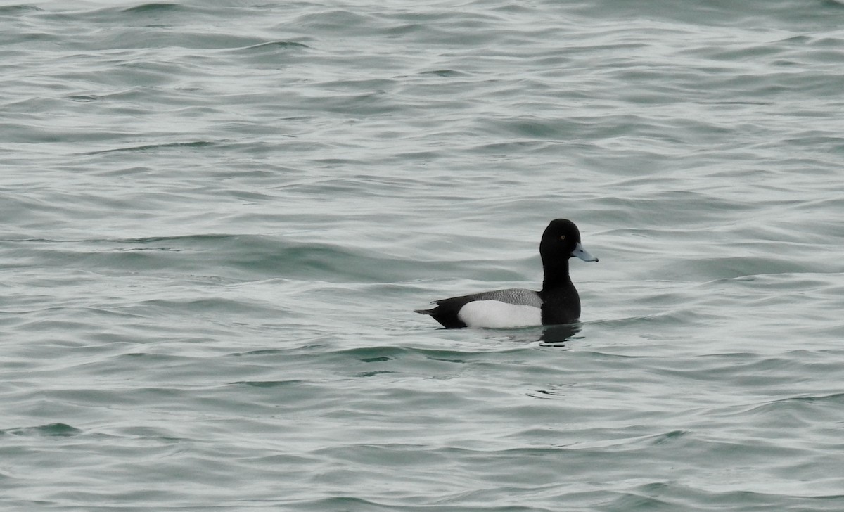 Lesser Scaup - ML616130455