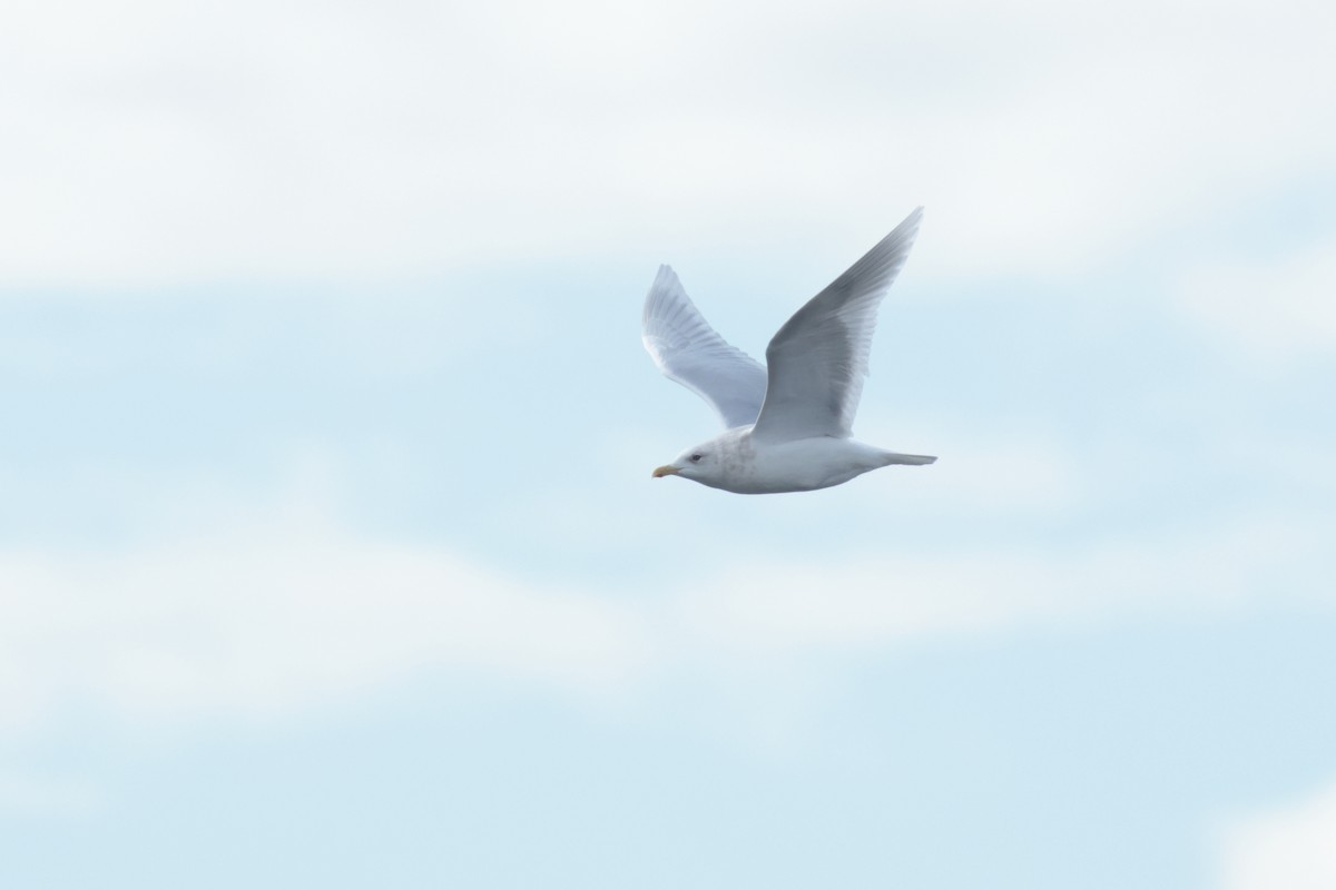 Glaucous Gull - ML616130494