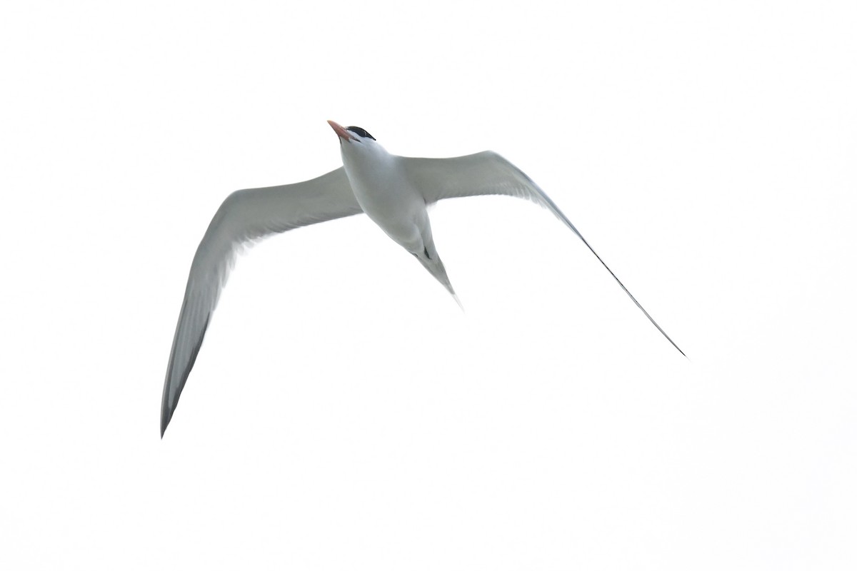 Royal Tern - ML616130509