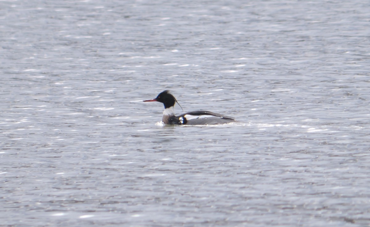 Red-breasted Merganser - ML616130522