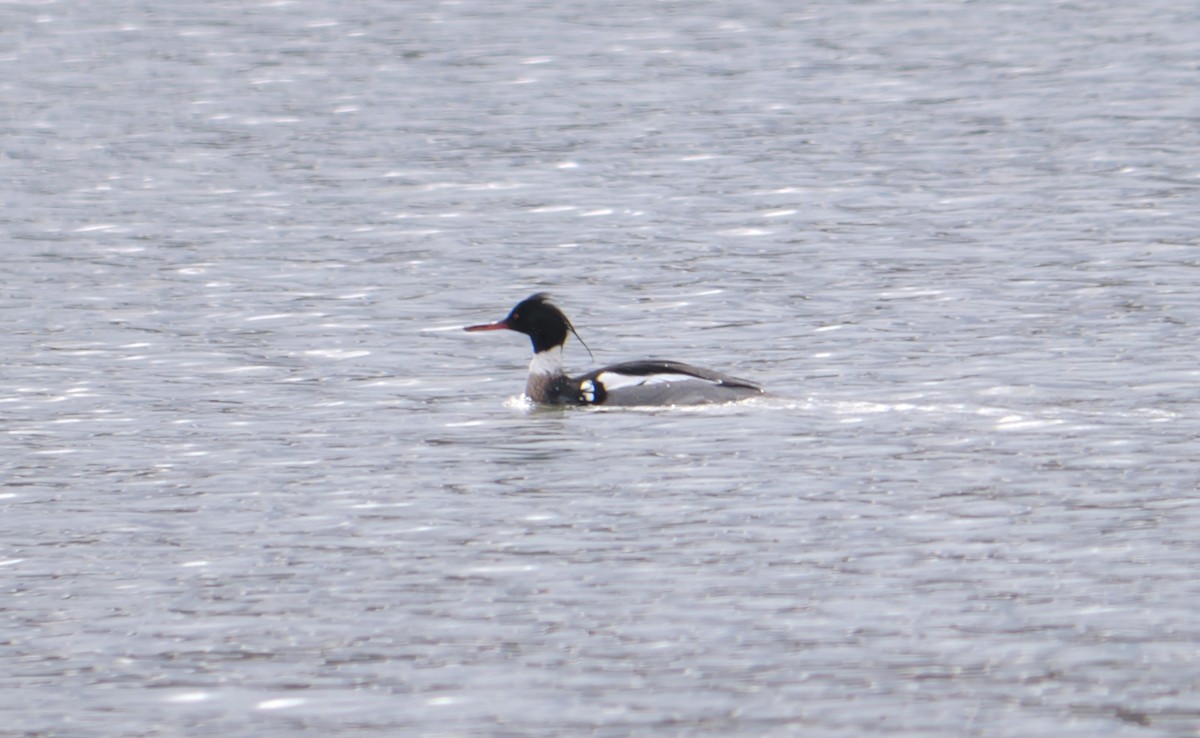 Red-breasted Merganser - ML616130522