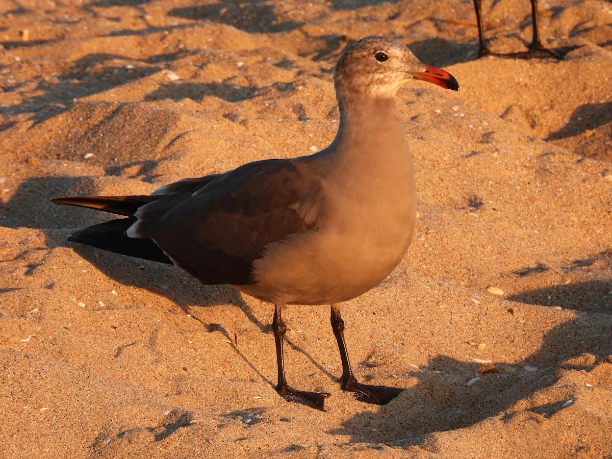 Heermann's Gull - James Earles