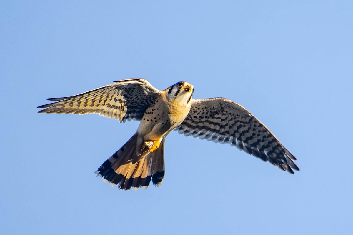 American Kestrel - Nancy Christensen