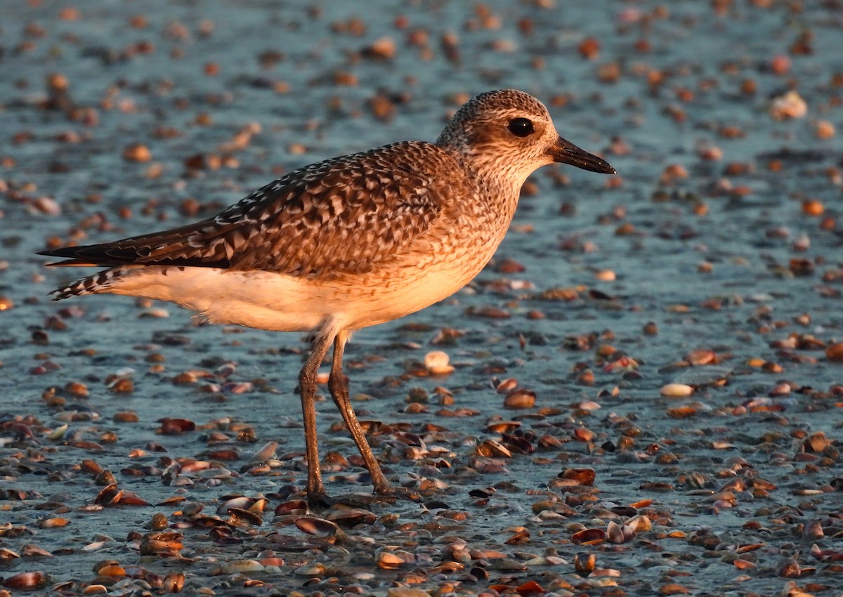 Black-bellied Plover - ML616130542