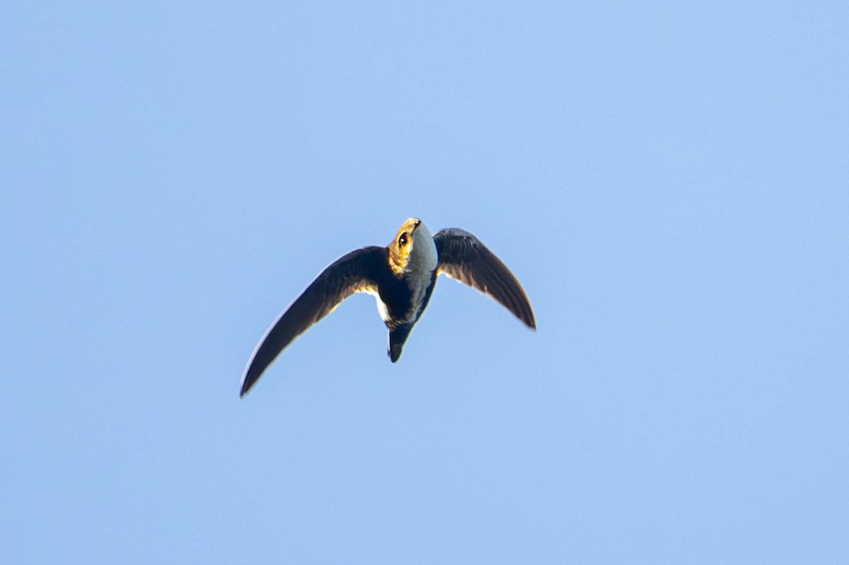 White-throated Swift - Nancy Christensen