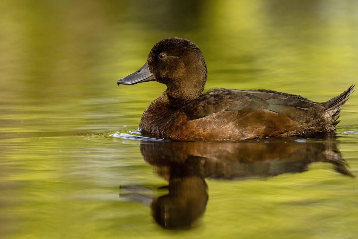 New Zealand Scaup - ML616130587