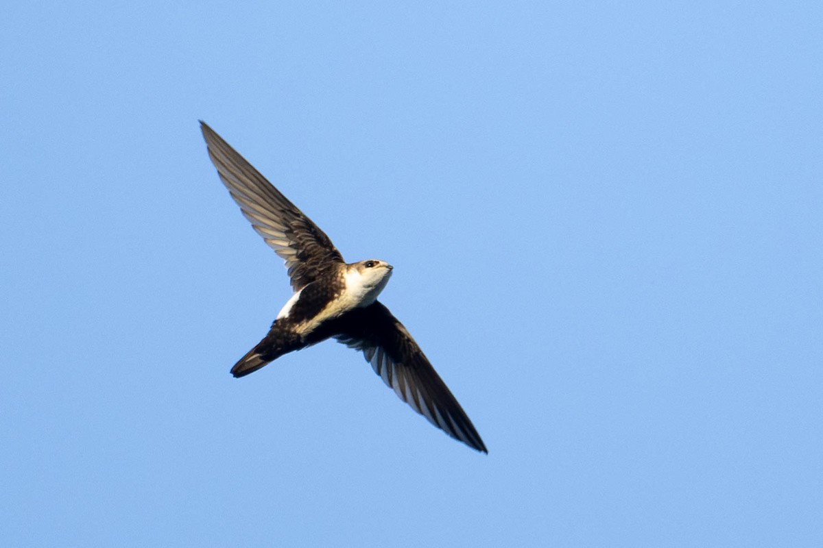 White-throated Swift - ML616130589