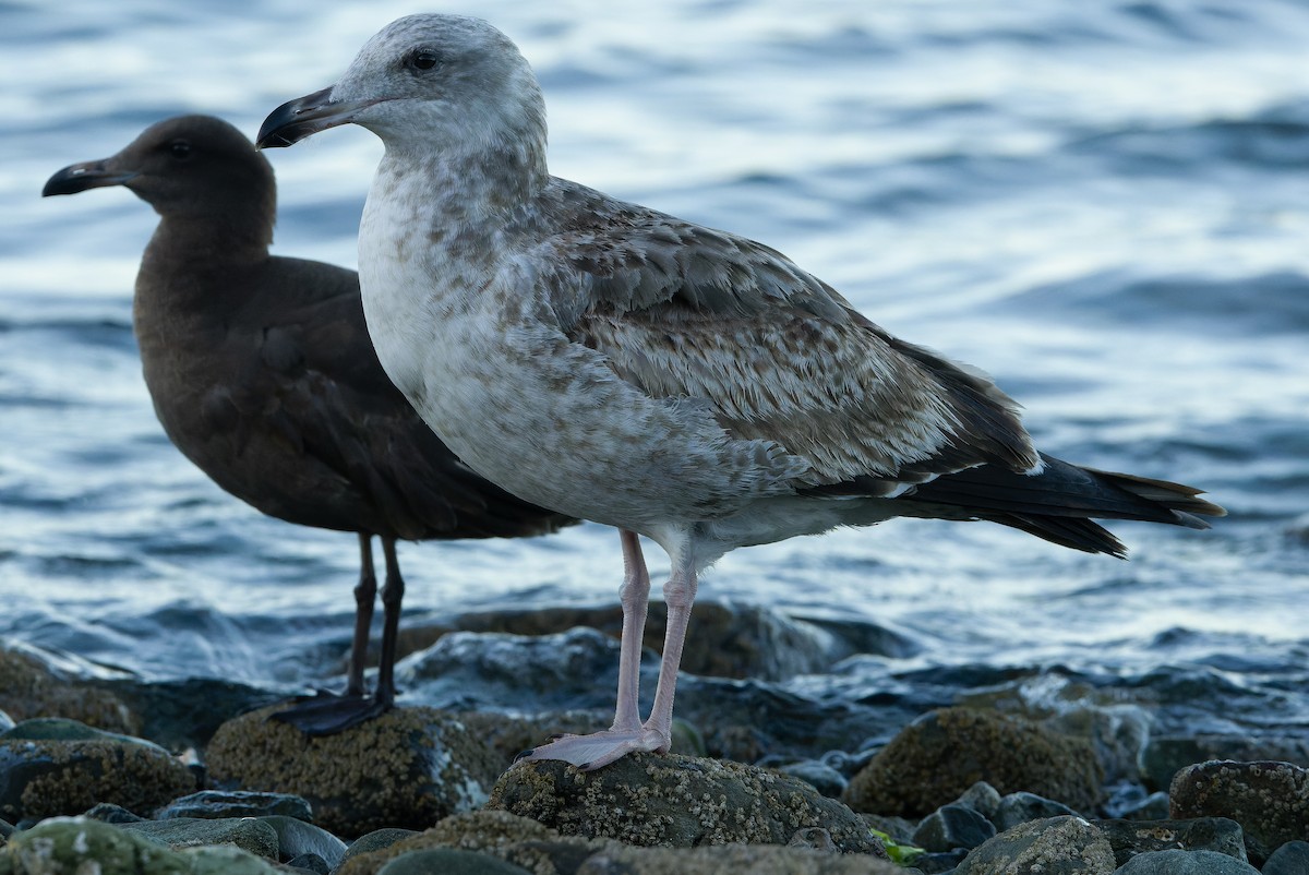 Yellow-footed/Western Gull - ML616130601