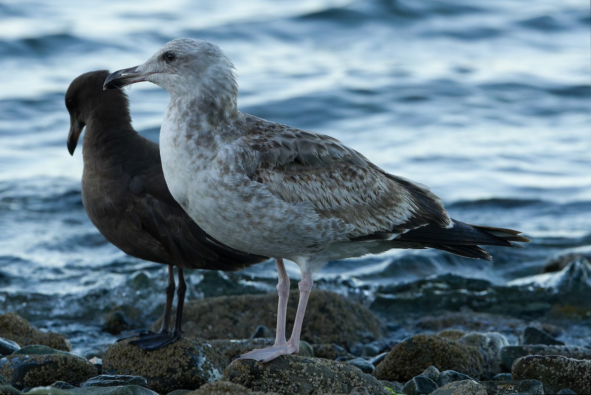 Yellow-footed/Western Gull - ML616130602