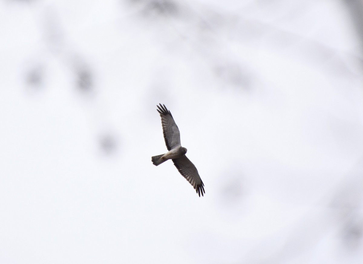 Northern Harrier - ML616130605