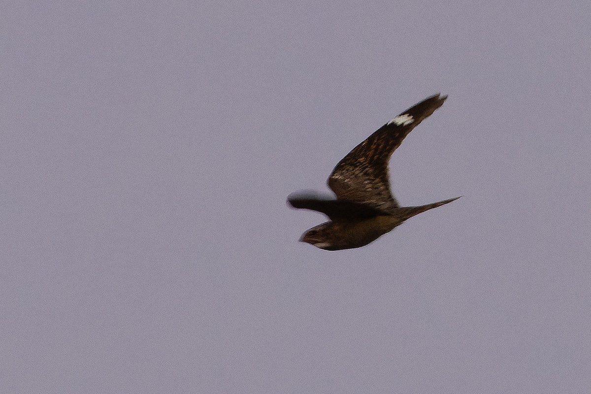 Lesser Nighthawk - ML616130609