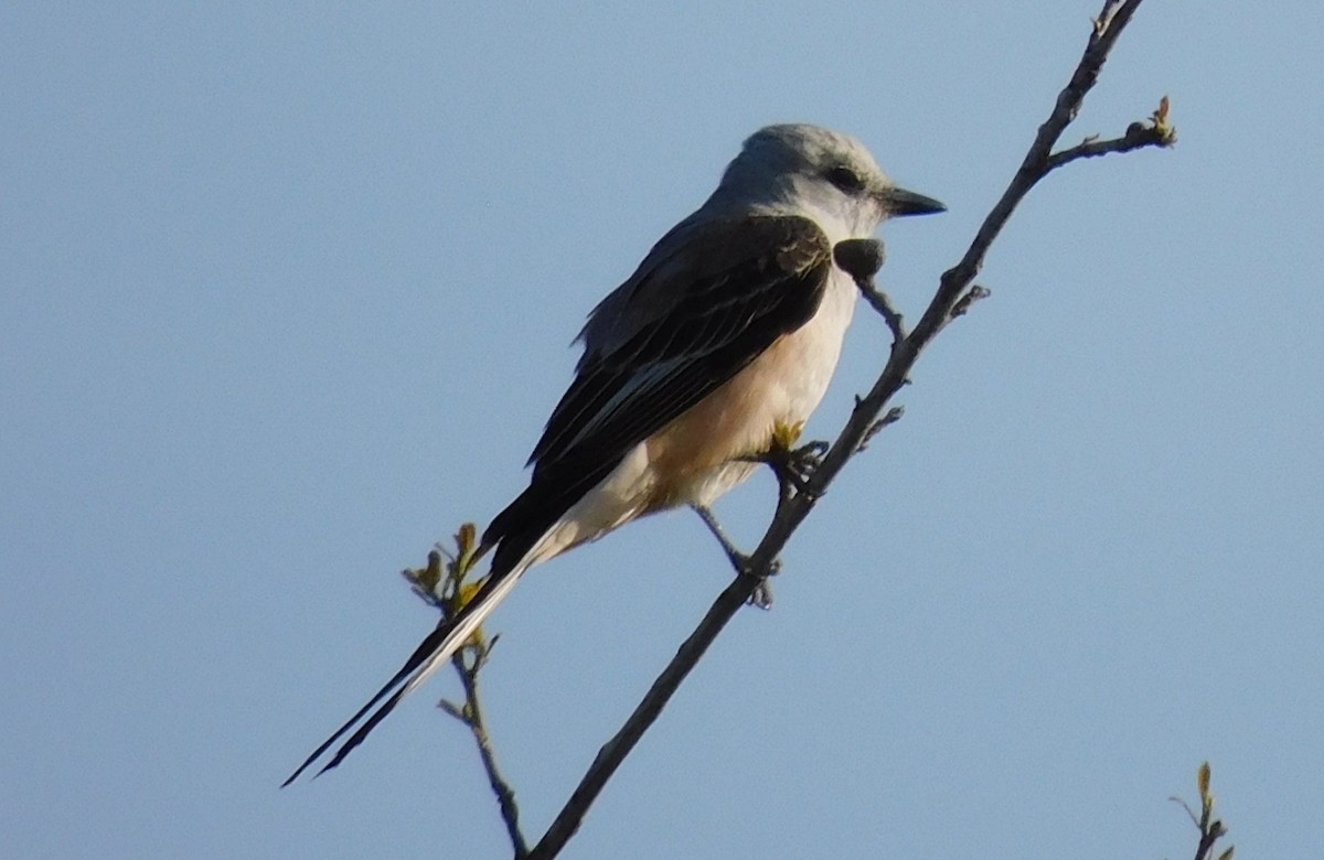 Scissor-tailed Flycatcher - ML616130610