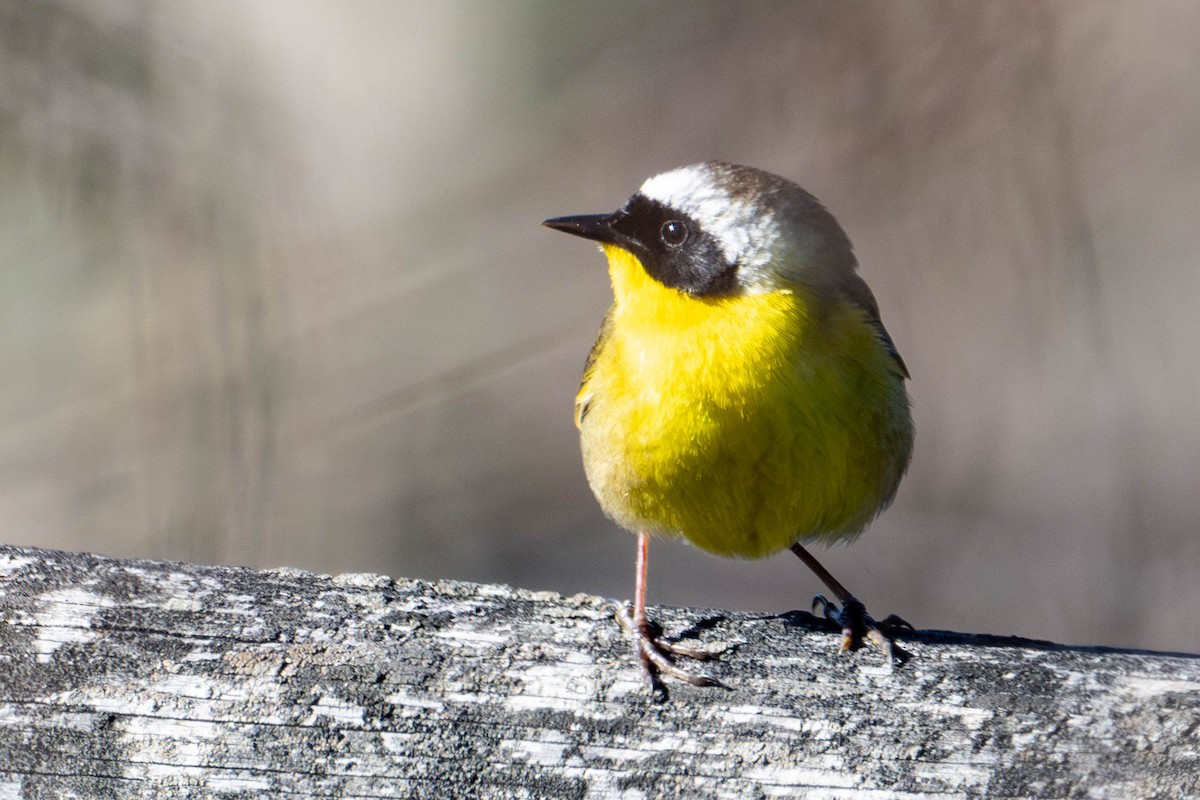 Common Yellowthroat - ML616130633