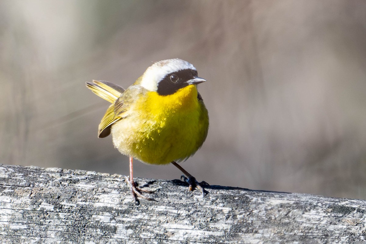 Common Yellowthroat - ML616130635