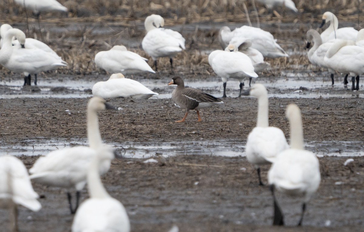 Greater White-fronted Goose - ML616130641