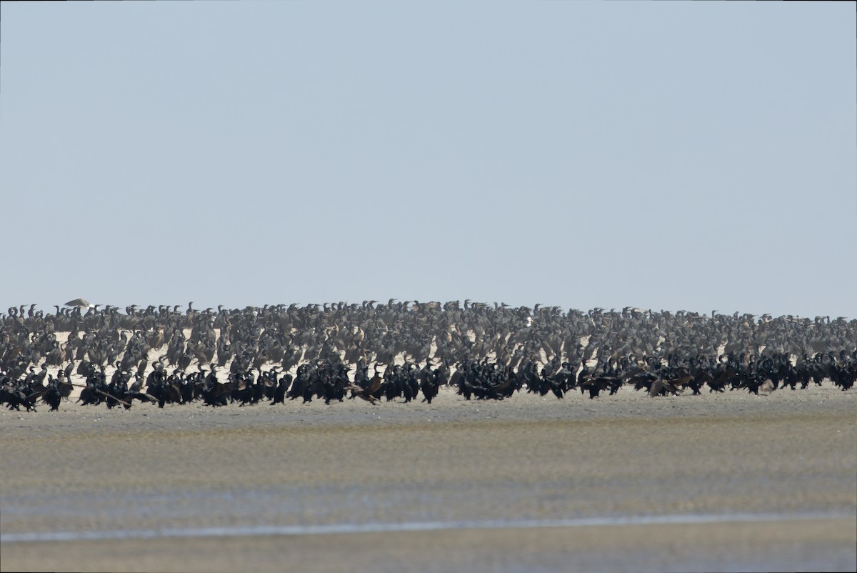 Brandt's Cormorant - ML616130659