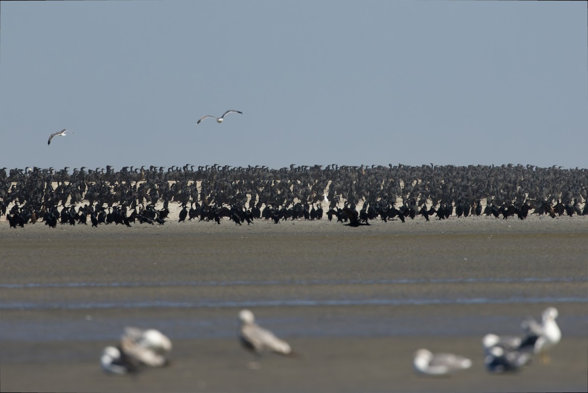 Brandt's Cormorant - ML616130662