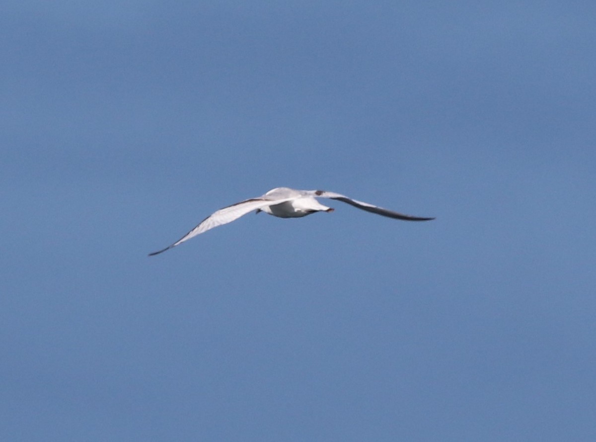 Black-legged Kittiwake - ML616130664