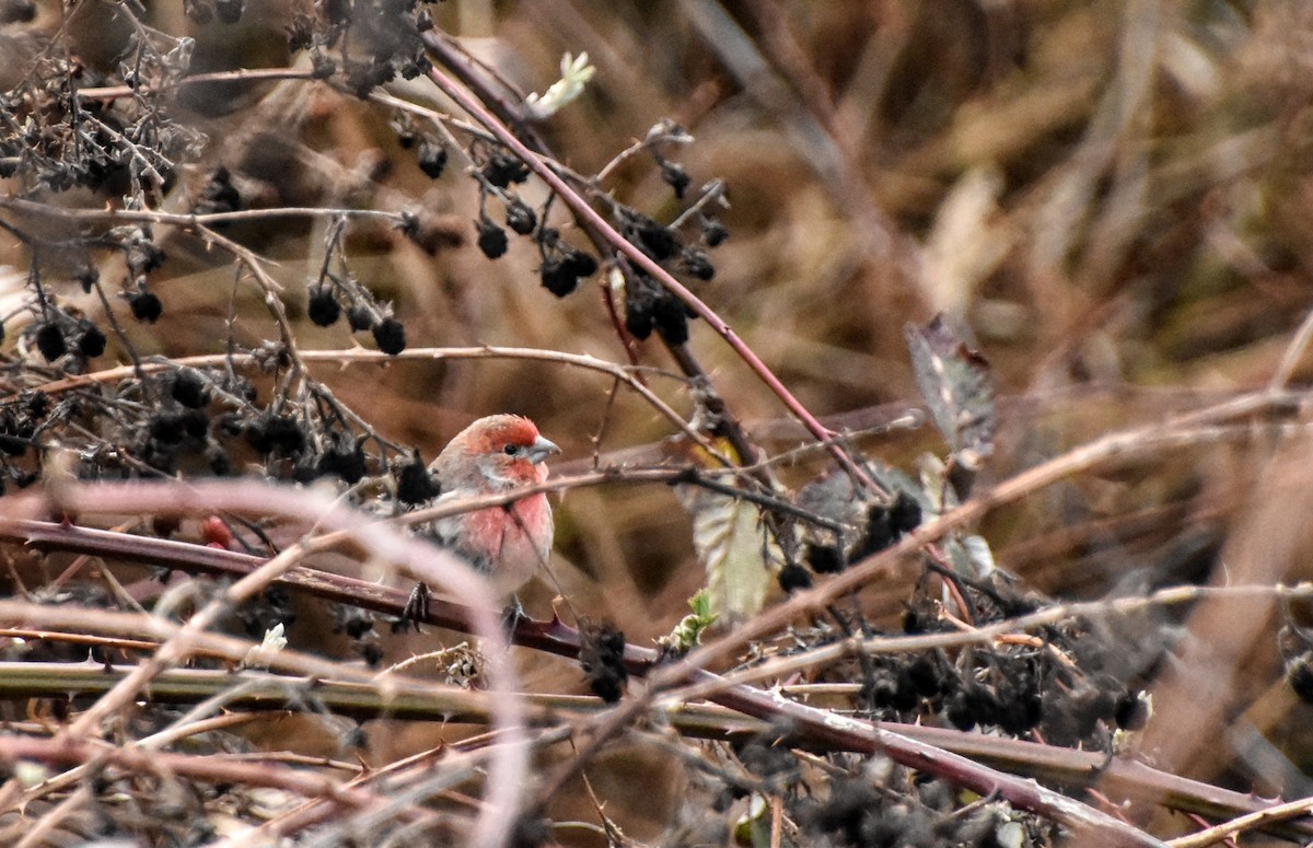 House Finch - ML616130691