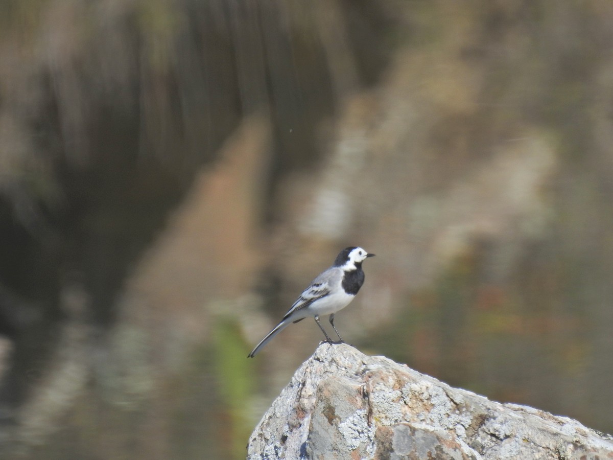 White Wagtail - Nelson Conceição