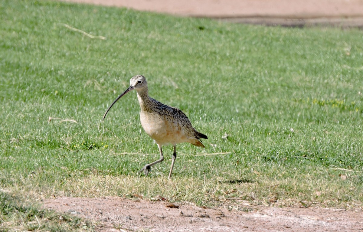 Long-billed Curlew - ML616130730