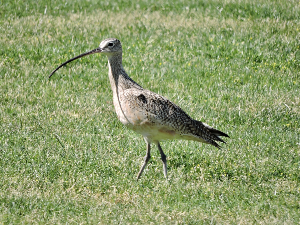 Long-billed Curlew - ML616130732