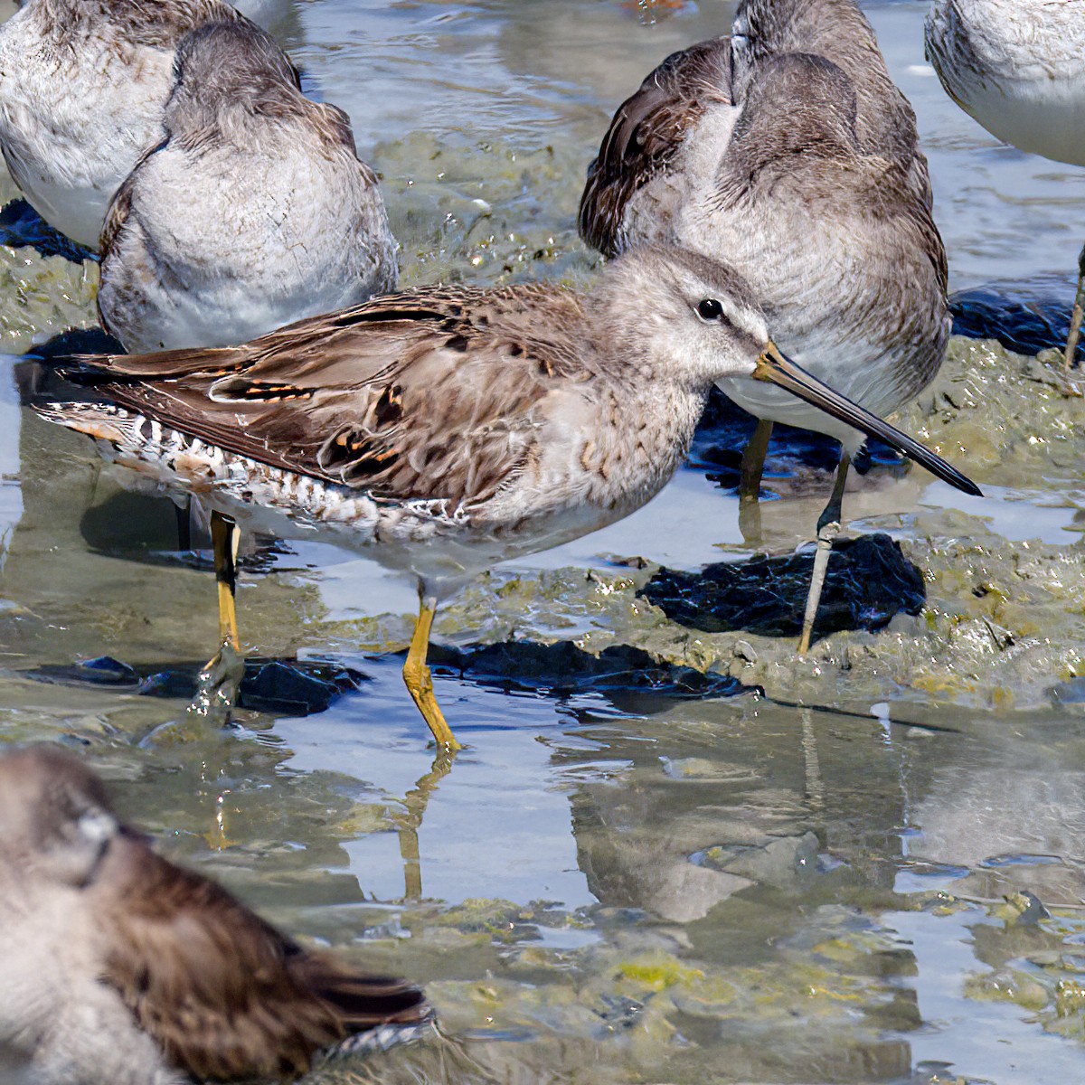 Short-billed Dowitcher - Jonathan Dowell