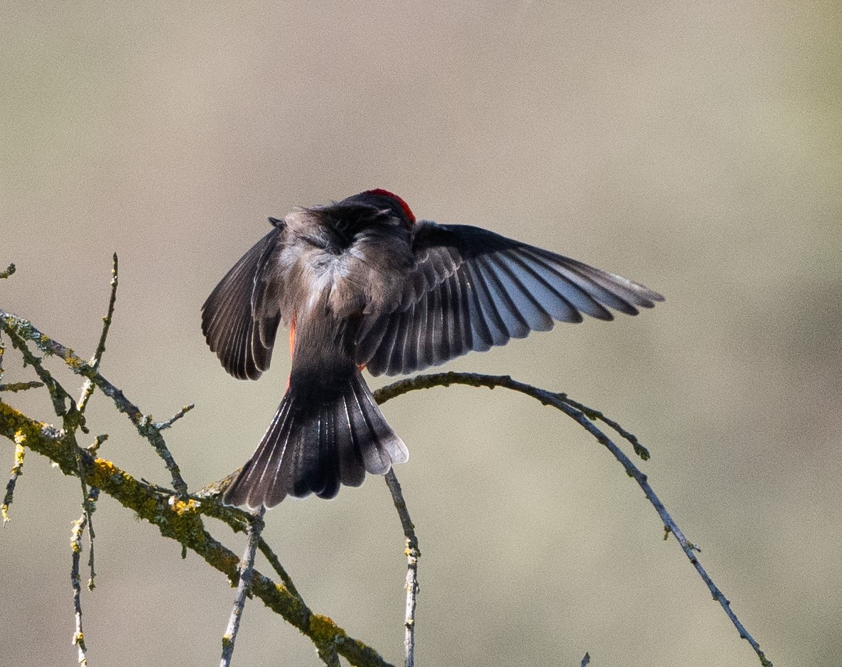 Vermilion Flycatcher - ML616130759