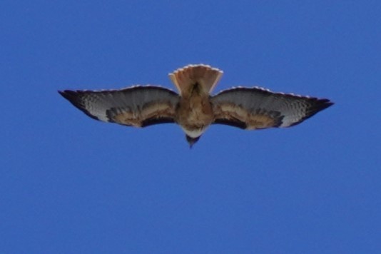 Red-tailed Hawk - ML616130766