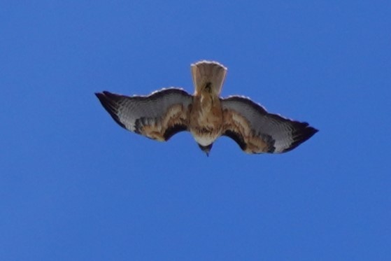Red-tailed Hawk - ML616130778