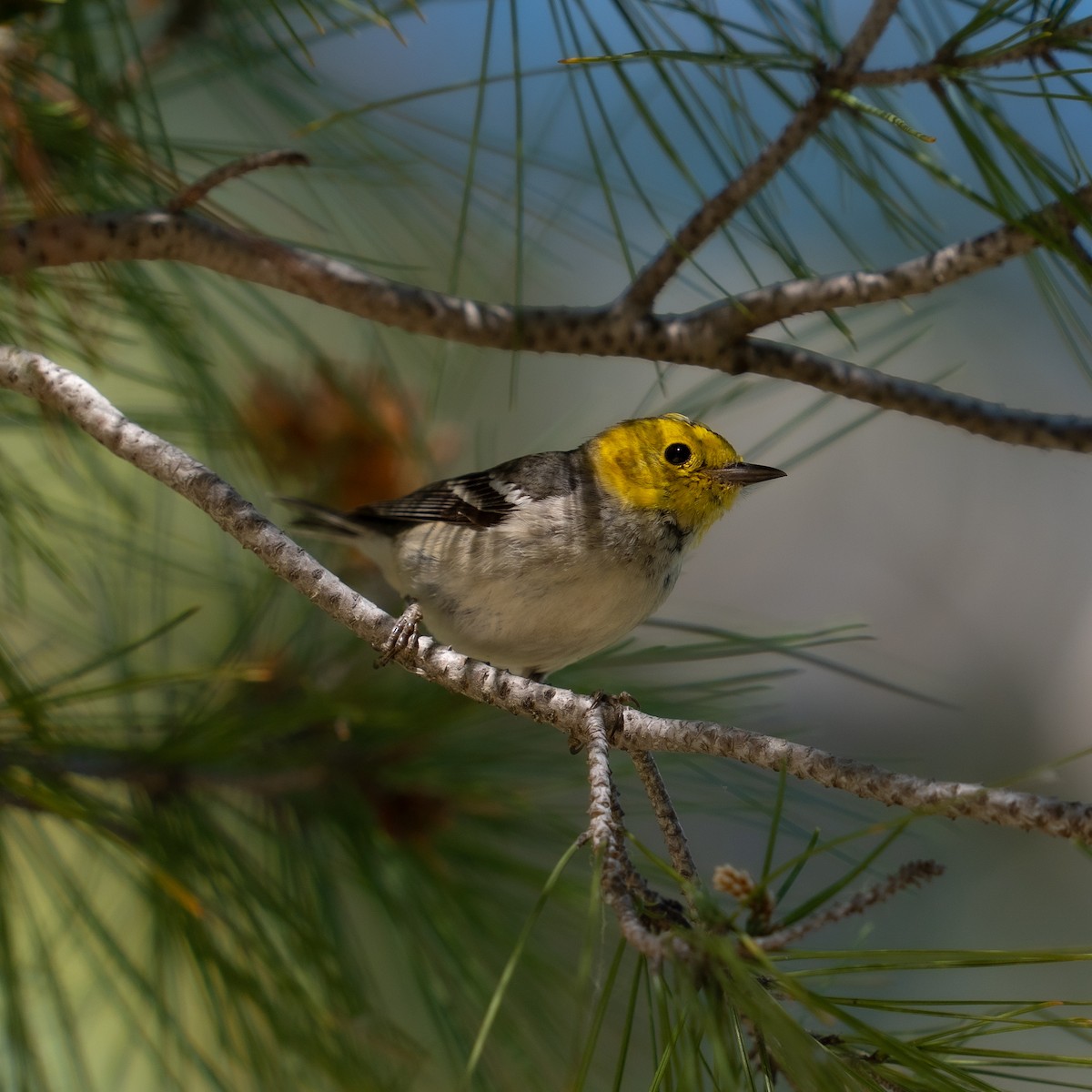 Paruline à tête jaune - ML616130780