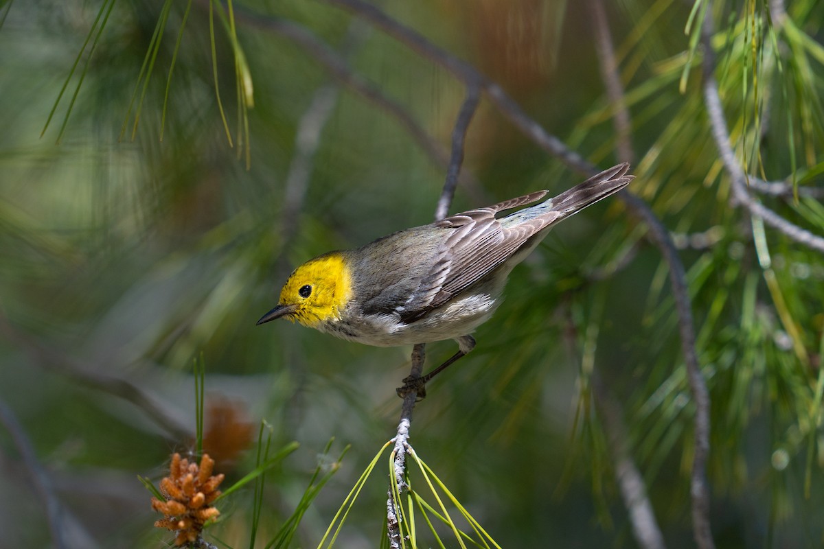 Hermit Warbler - ML616130781