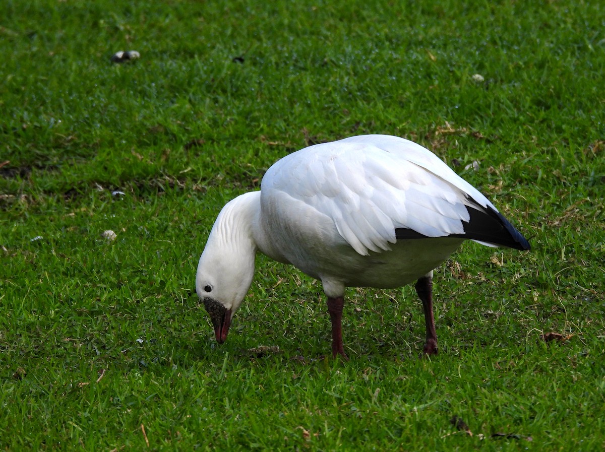 Ross's Goose - ML616130782