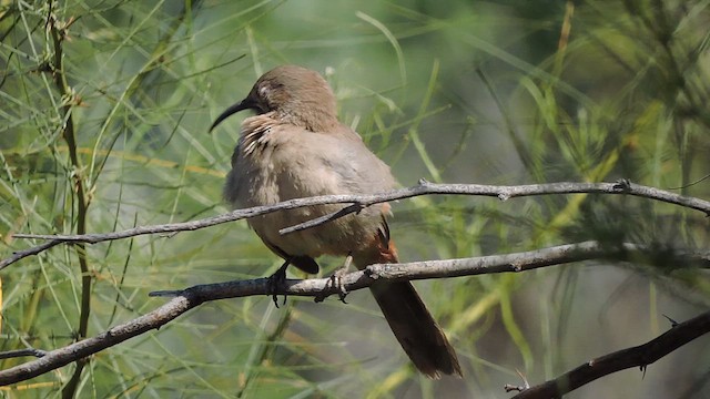 Crissal Thrasher - ML616130822