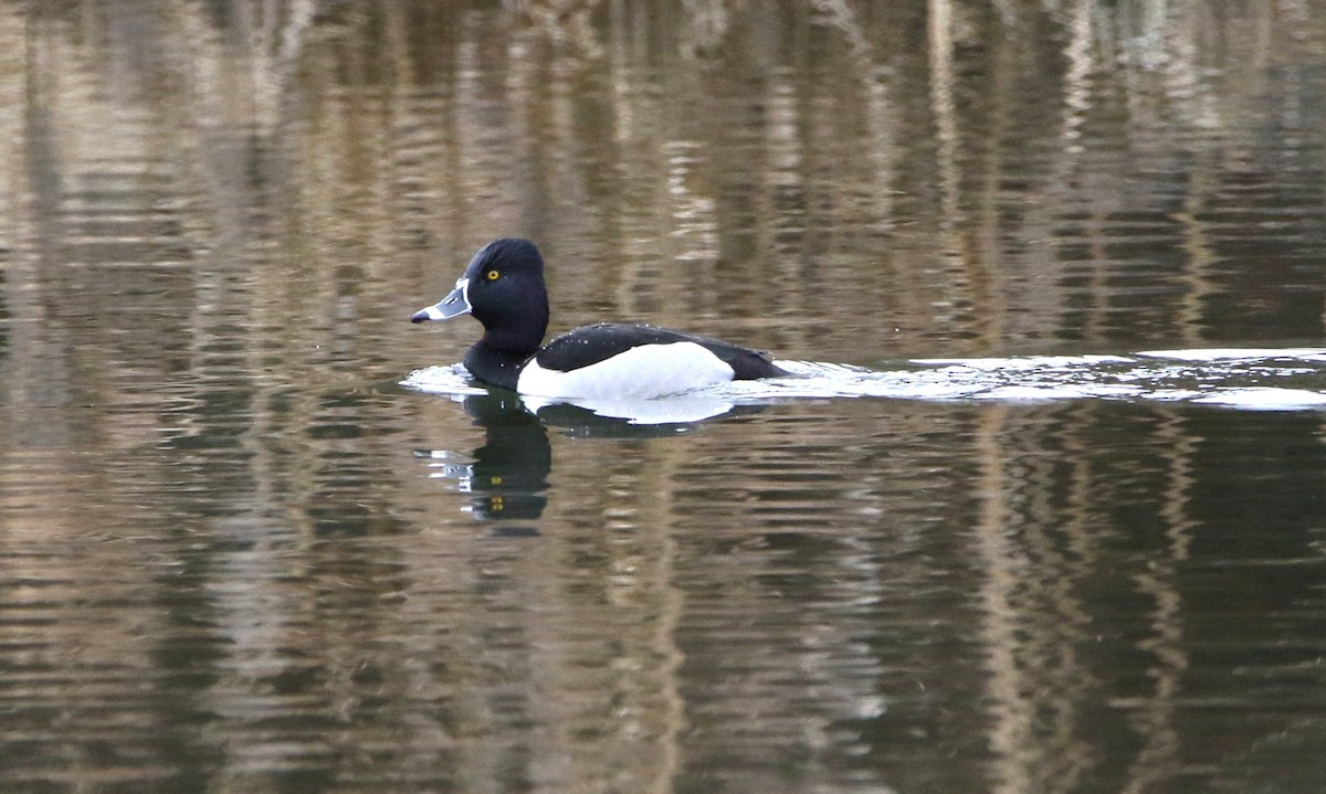 Ring-necked Duck - ML616130868