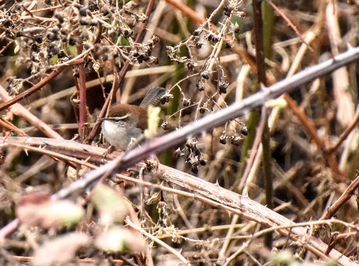 Bewick's Wren - ML616130871